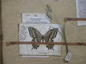 Бабочки фрагмент 5